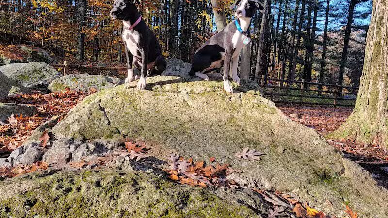 Jared's Dog Park - Stratford, CT