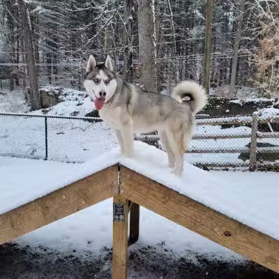 Jared's Dog Park - Stratford, CT