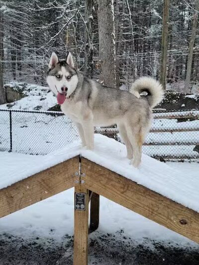 Jared's Dog Park - Stratford, CT