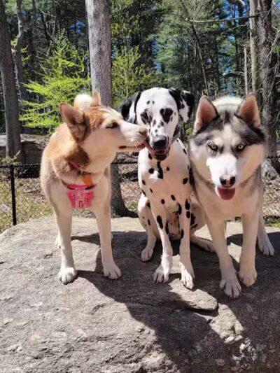 Jared's Dog Park - Stratford, CT