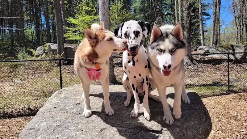 Jared's Dog Park - Stratford, CT