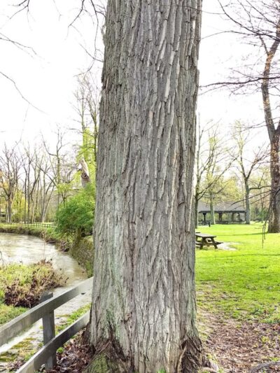 Bonnie Park Picnic Area - Strongsville, OH