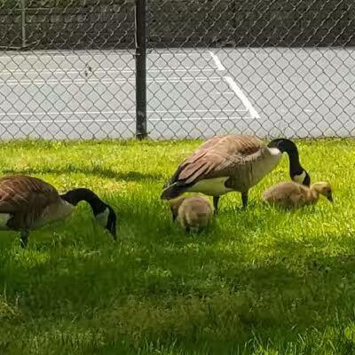 Yellow Creek Park - Struthers, OH