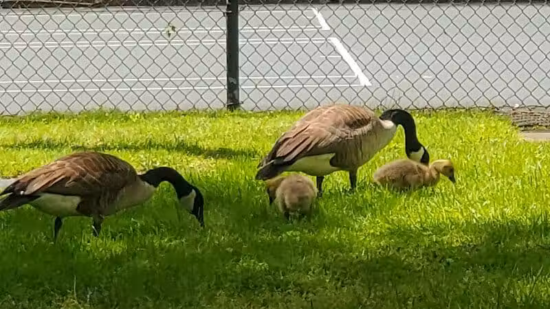 Yellow Creek Park - Struthers, OH