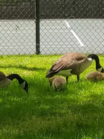 Yellow Creek Park - Struthers, OH