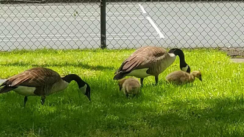 Yellow Creek Park - Struthers, OH