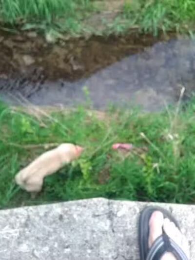 Springfield Township Park & Pavilion - Stryker, OH