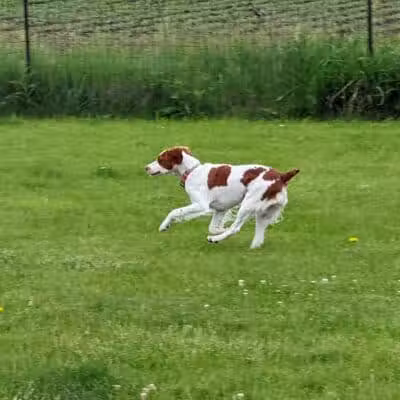 Woof Run Dog Park - Sugar Grove, IL