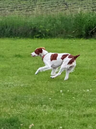Woof Run Dog Park - Sugar Grove, IL