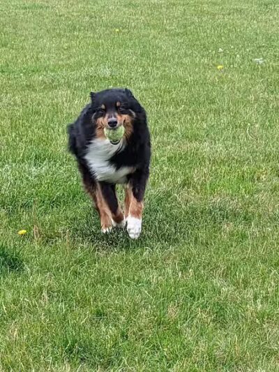 Woof Run Dog Park - Sugar Grove, IL