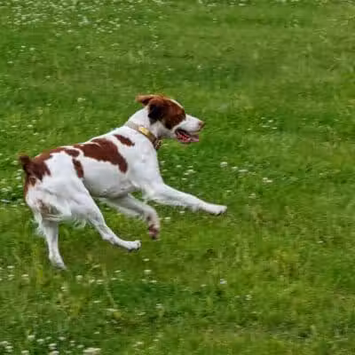 Woof Run Dog Park - Sugar Grove, IL
