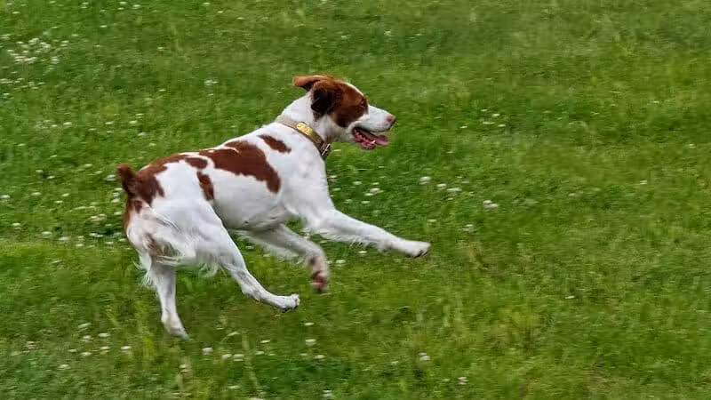 Woof Run Dog Park - Sugar Grove, IL