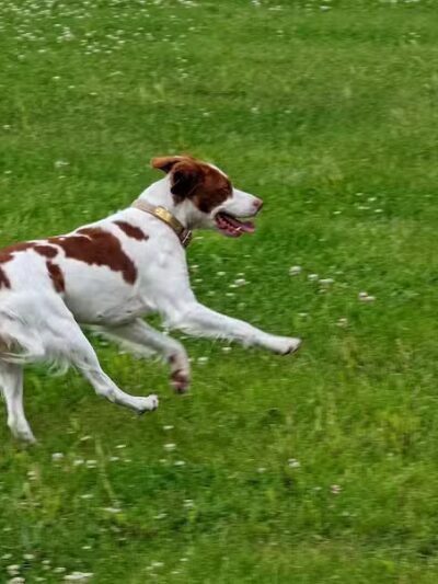 Woof Run Dog Park - Sugar Grove, IL
