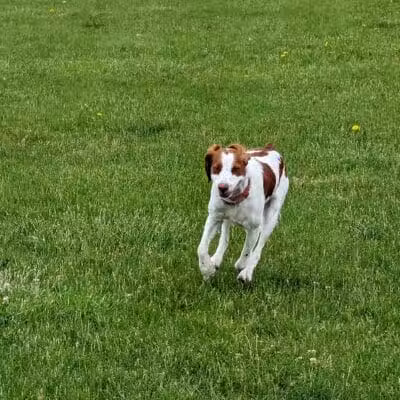 Woof Run Dog Park - Sugar Grove, IL