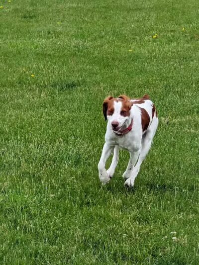 Woof Run Dog Park - Sugar Grove, IL
