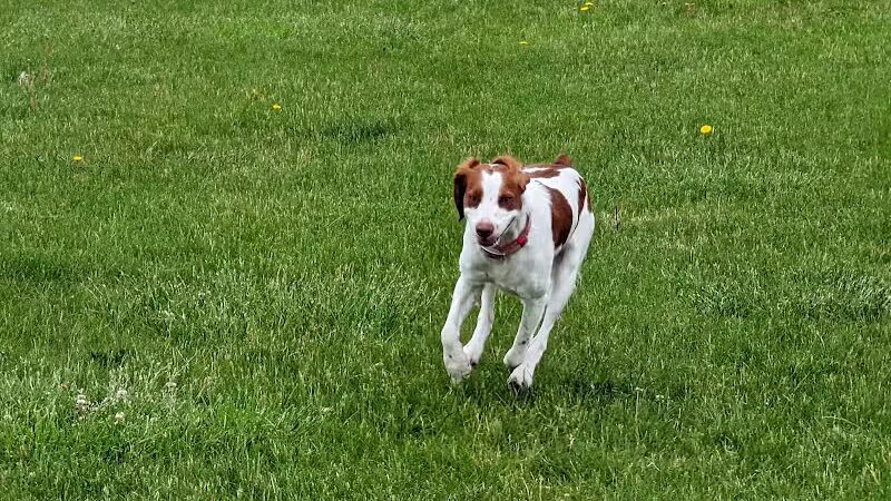 Woof Run Dog Park - Sugar Grove, IL