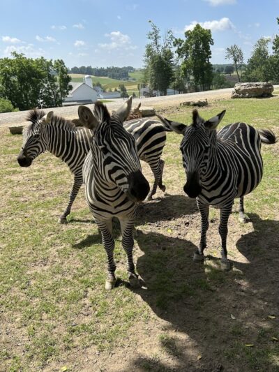 The Farm At Walnut Creek - Sugarcreek, OH