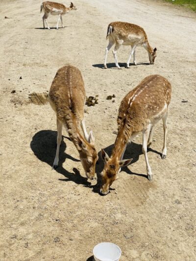 The Farm At Walnut Creek - Sugarcreek, OH