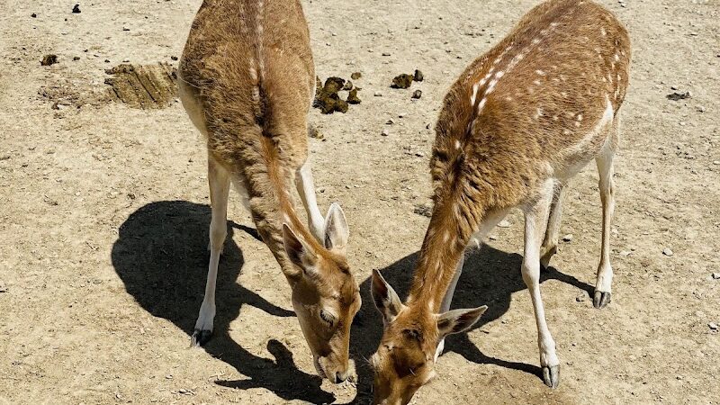 The Farm At Walnut Creek - Sugarcreek, OH