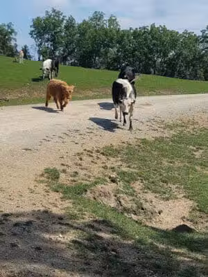The Farm At Walnut Creek - Sugarcreek, OH