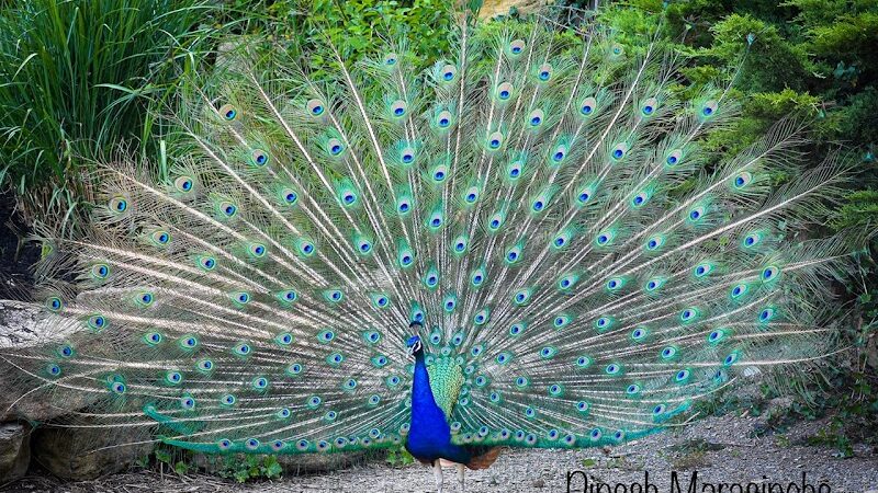 The Farm At Walnut Creek - Sugarcreek, OH
