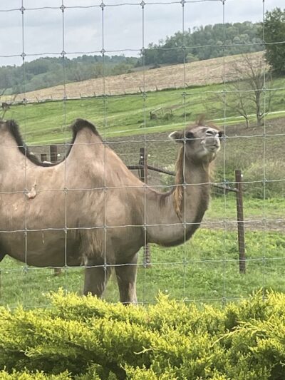 The Farm At Walnut Creek - Sugarcreek, OH