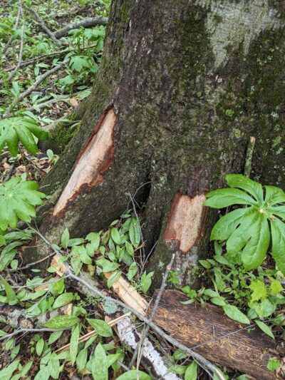 Bill Yeck Park - McGuffey Meadows - Sugarcreek Township, OH
