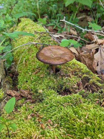 Bill Yeck Park - McGuffey Meadows - Sugarcreek Township, OH