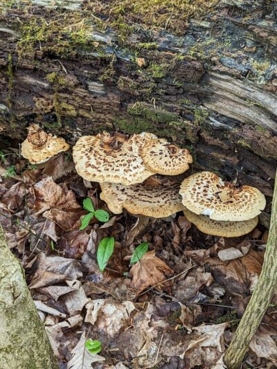 Bill Yeck Park - McGuffey Meadows - Sugarcreek Township, OH