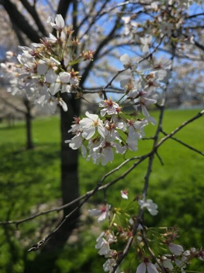 Ron Kehl Park - Sugarcreek Township, OH