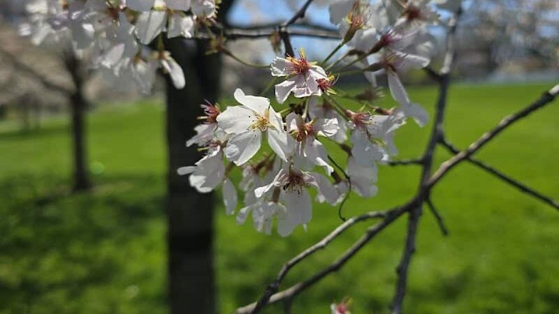 Ron Kehl Park - Sugarcreek Township, OH