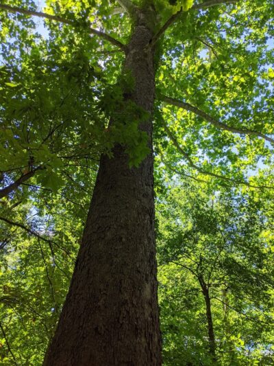Sweet Arrow Reserve - Sugarcreek Township, OH