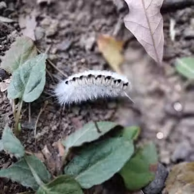 Hogback Trails - Sunbury, OH