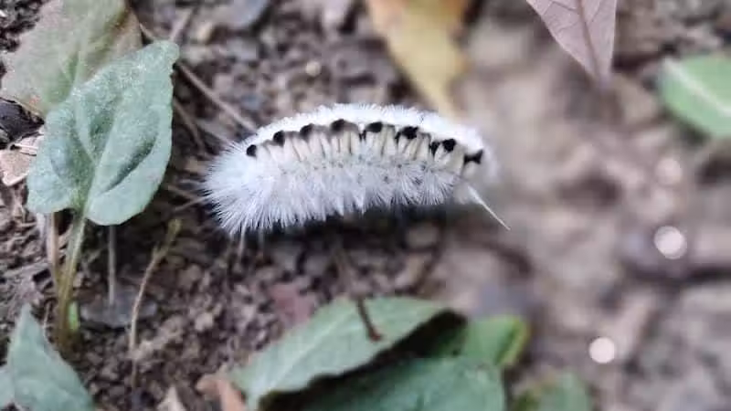 Hogback Trails - Sunbury, OH