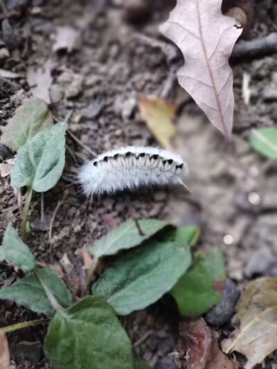 Hogback Trails - Sunbury, OH