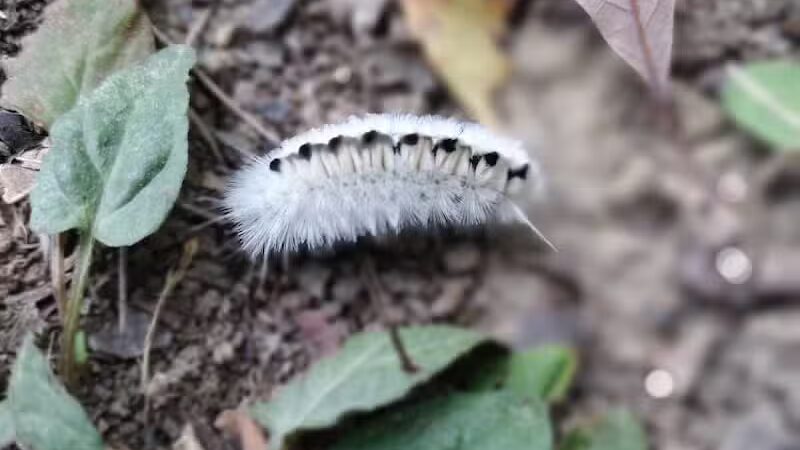 Hogback Trails - Sunbury, OH