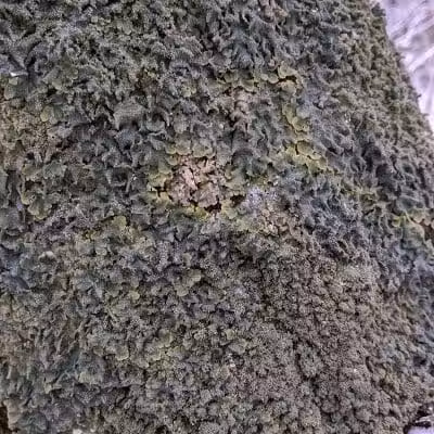 Hogback Trails - Sunbury, OH