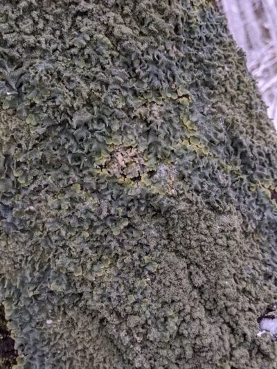 Hogback Trails - Sunbury, OH