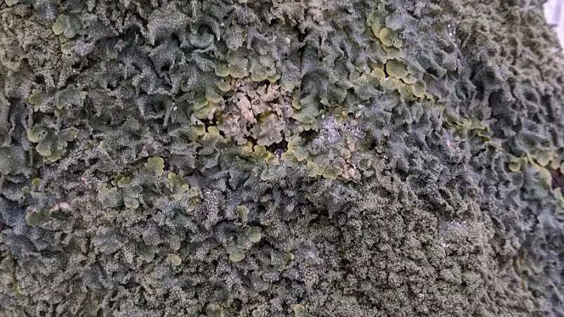 Hogback Trails - Sunbury, OH