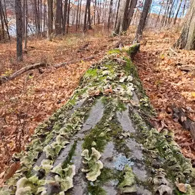 Hogback Trails Parking Area and Trailhead - Sunbury, OH
