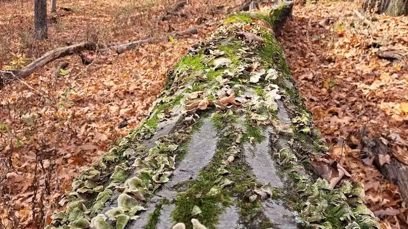 Hogback Trails Parking Area and Trailhead - Sunbury, OH