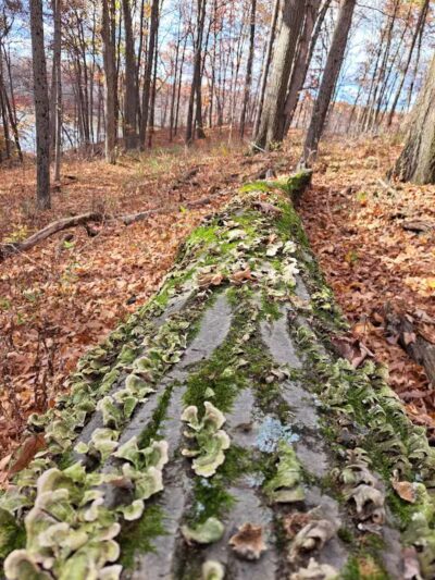 Hogback Trails Parking Area and Trailhead - Sunbury, OH