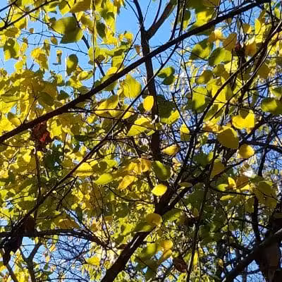 Sandel Legacy Trail - Sunbury, OH