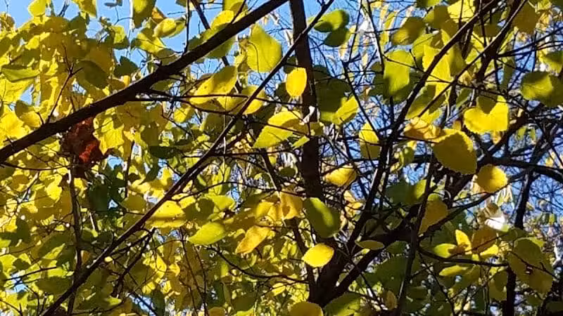 Sandel Legacy Trail - Sunbury, OH