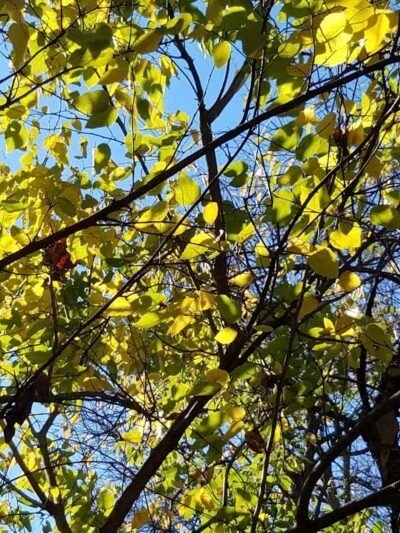 Sandel Legacy Trail - Sunbury, OH