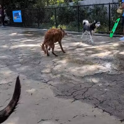 Torsney Dog Run - Sunnyside, NY
