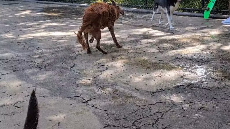 Torsney Dog Run - Sunnyside, NY