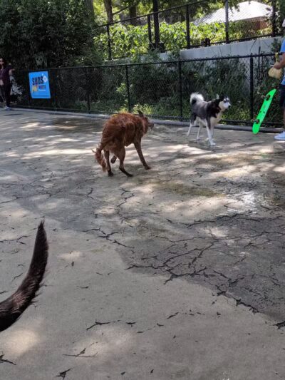 Torsney Dog Run - Sunnyside, NY