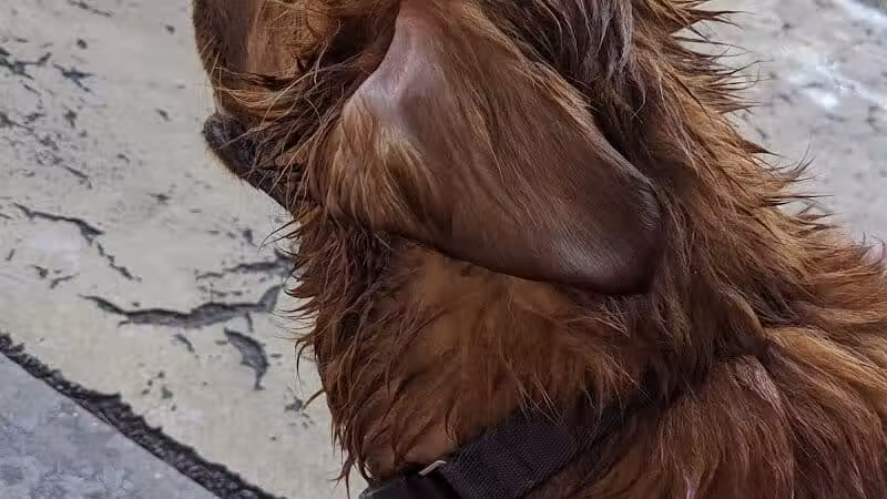 Torsney Dog Run - Sunnyside, NY