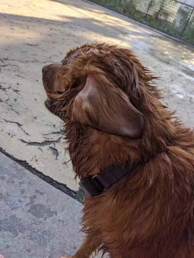 Torsney Dog Run - Sunnyside, NY